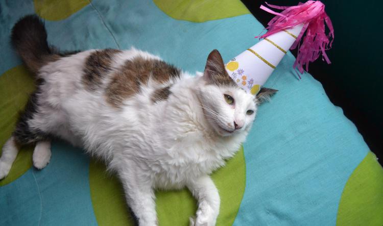 Birthday Tuna Shrimp Cake