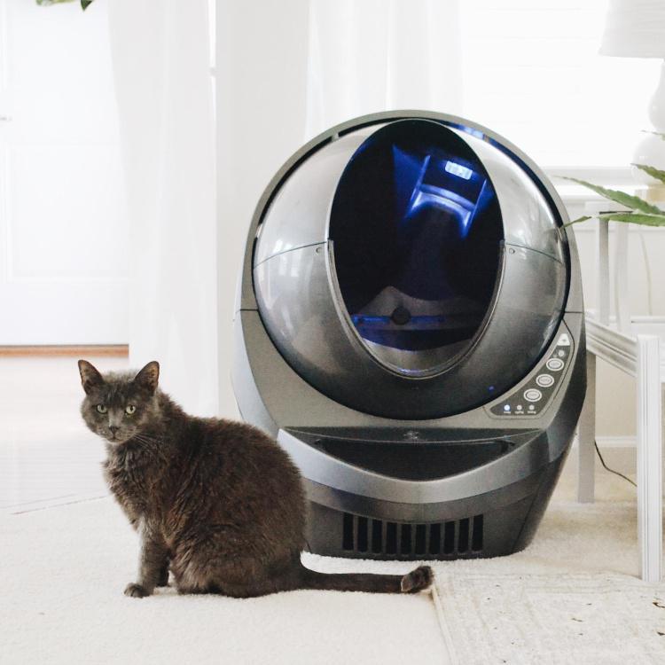 How and When to Clean the Litter Box