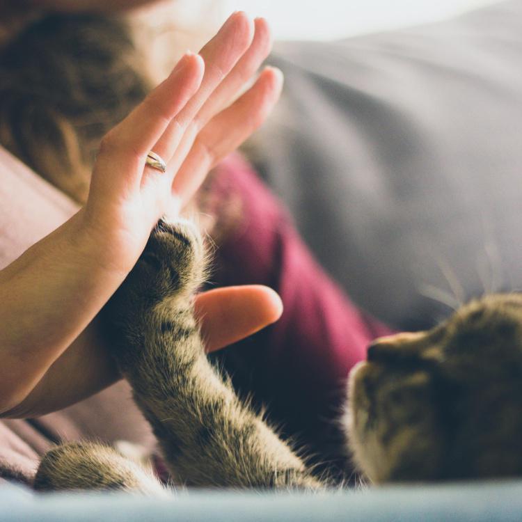 Train Your Cat How to High Five