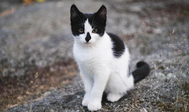 Train Your Cat to Sit