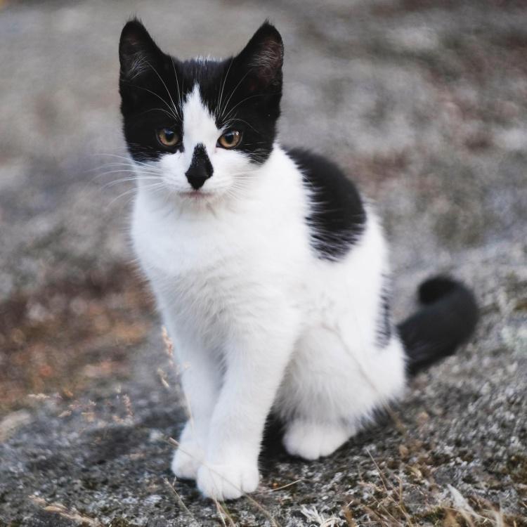 Train Your Cat to Sit