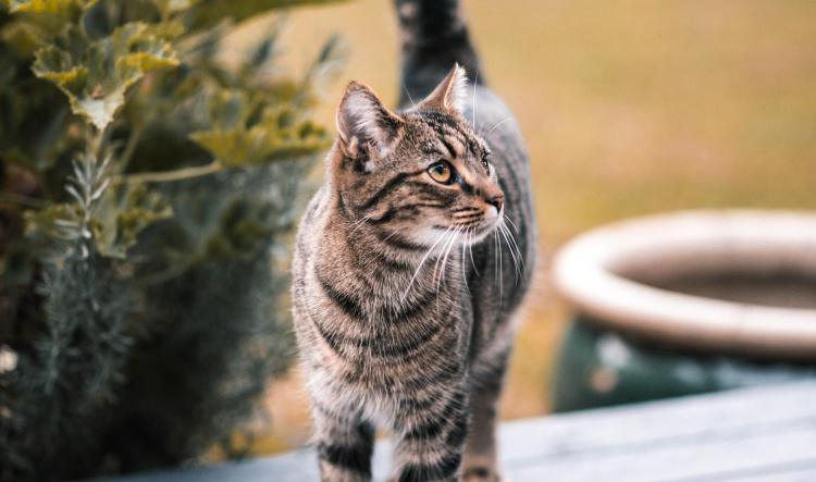 Train Your Cat to Come