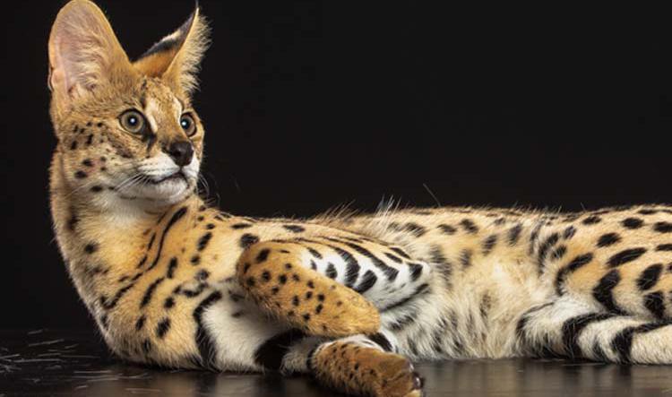 Savannah Cat