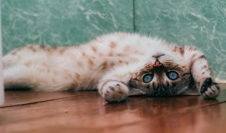 4 Mistakes When Disciplining Your Cat