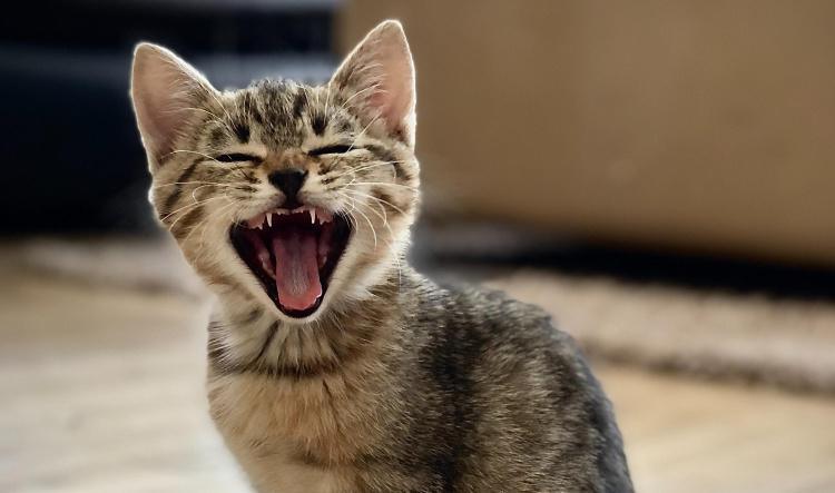 Cat Meows Meaning (NEW!)