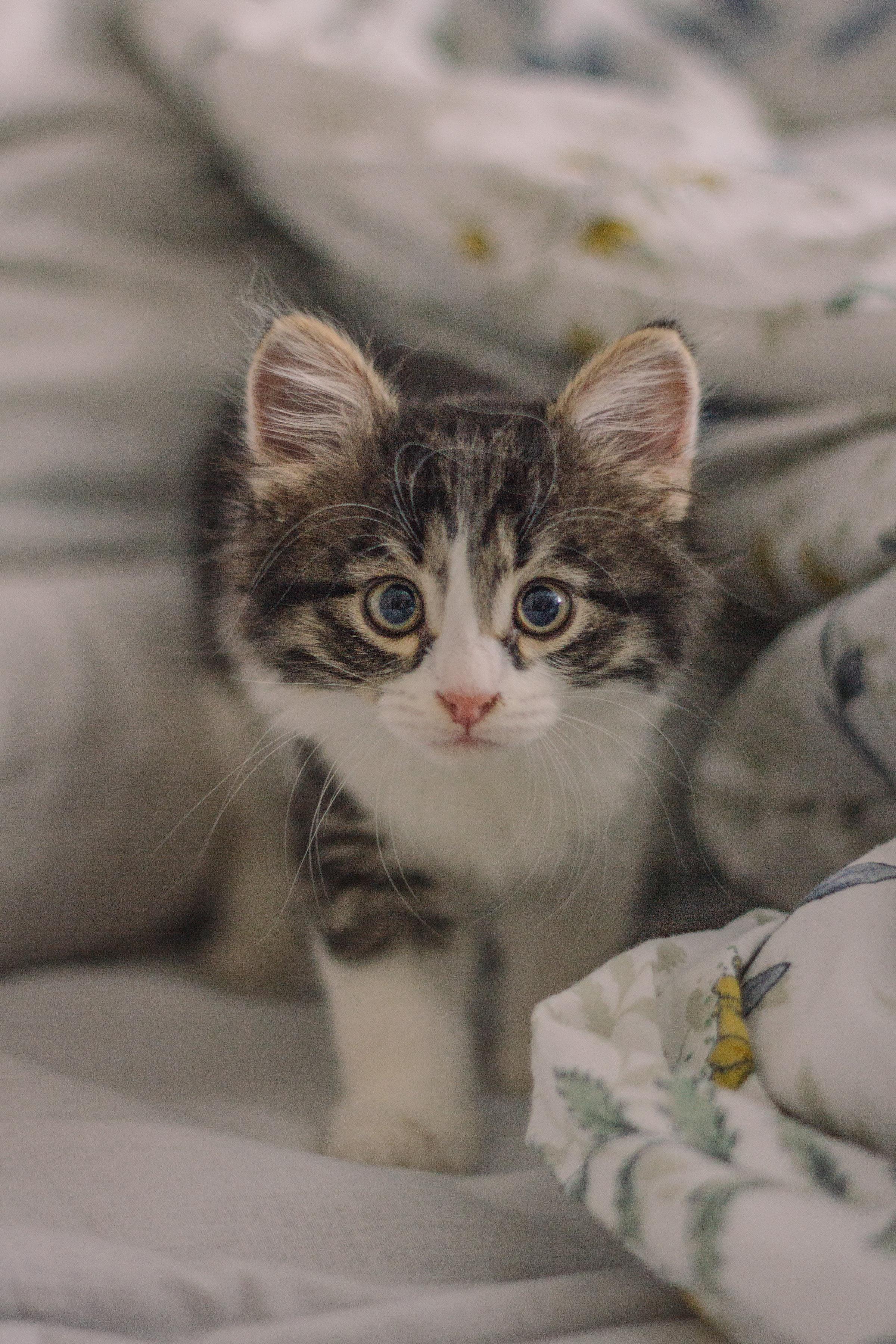 Cat (203)