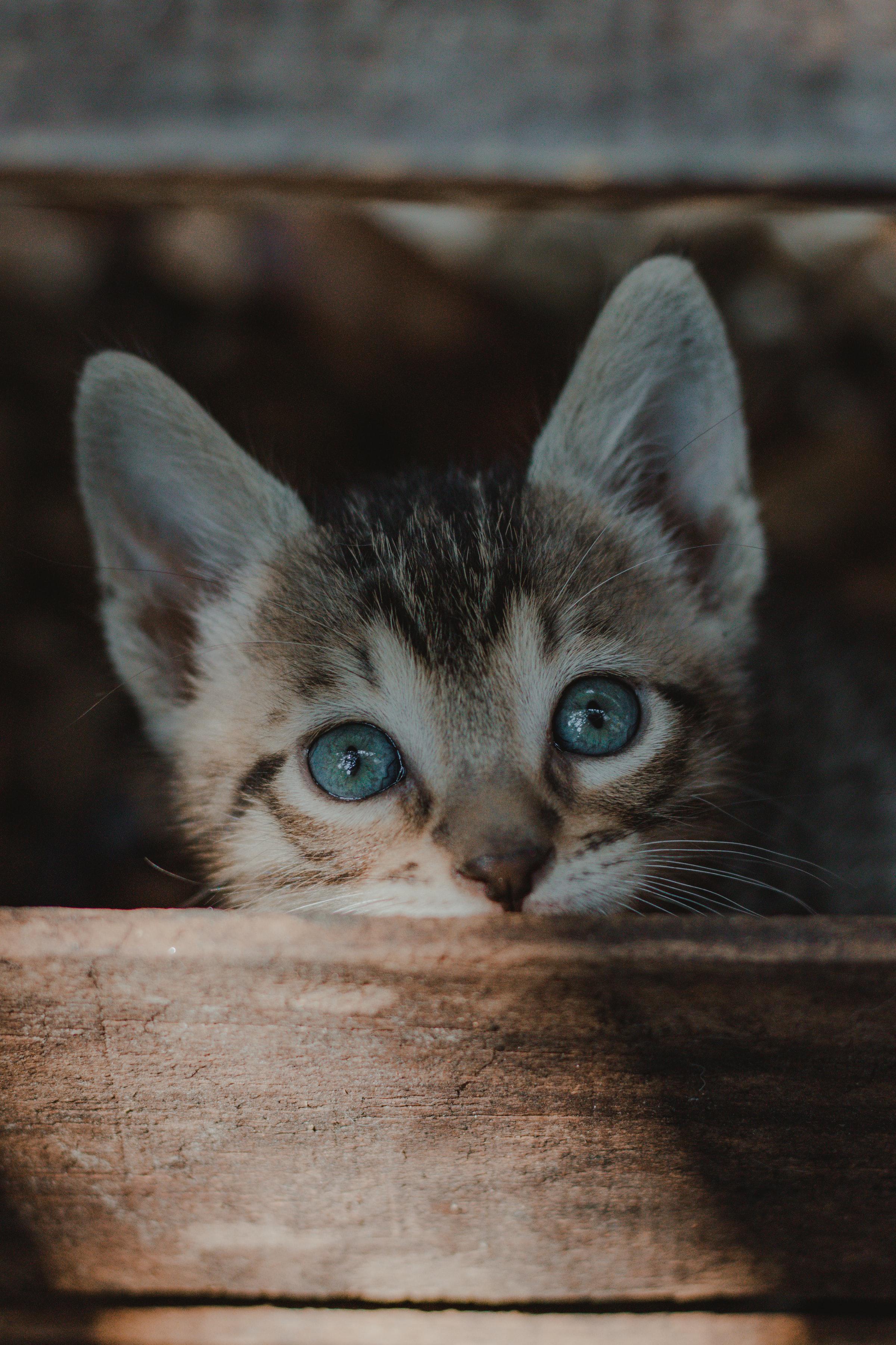 Cat (210)