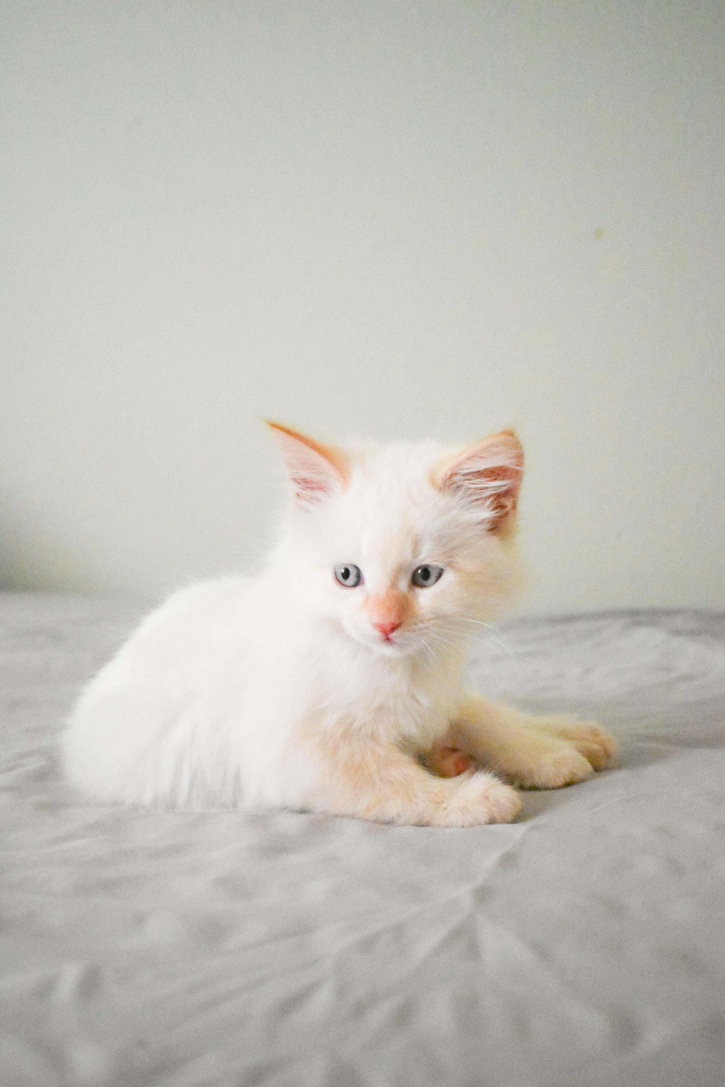 Cat (214)