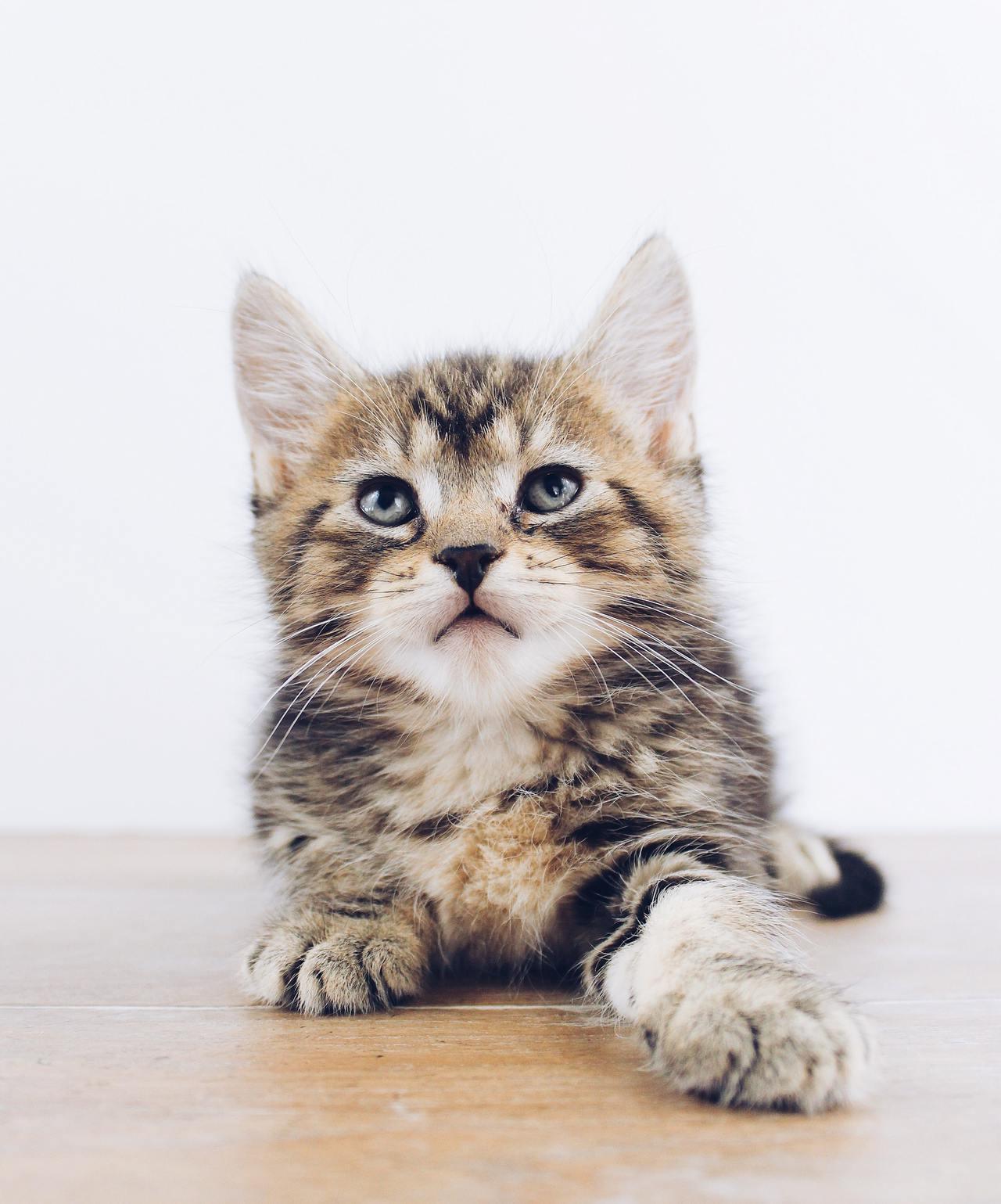 Cat (199)