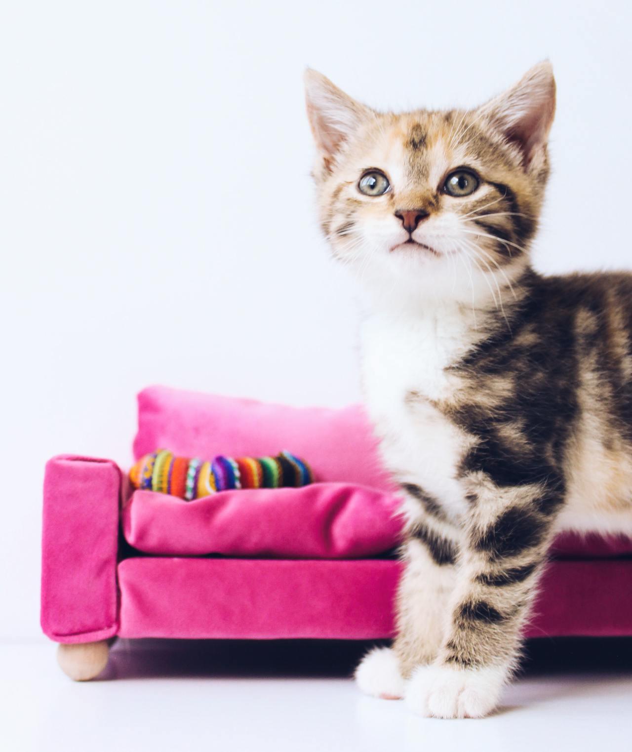 Cat (201)