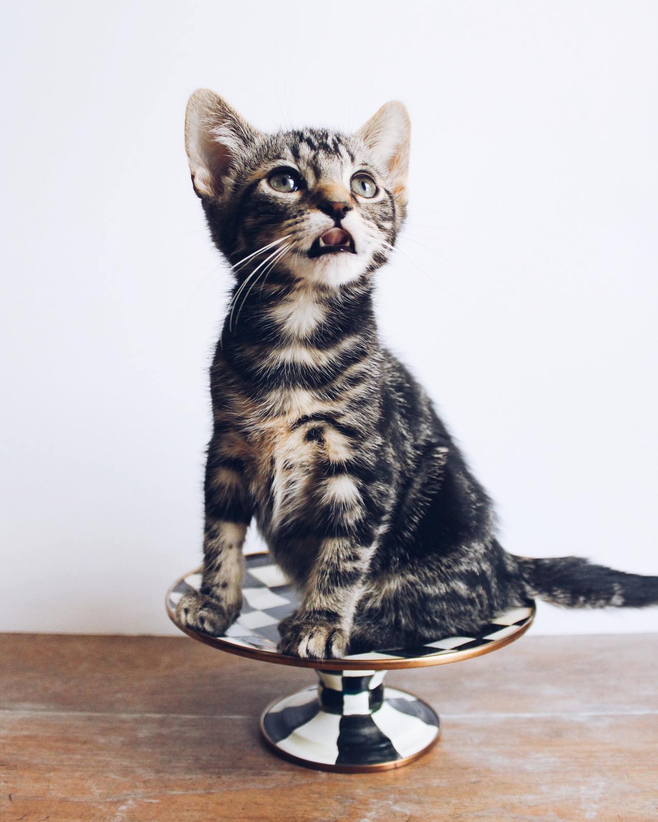 Cat (202)