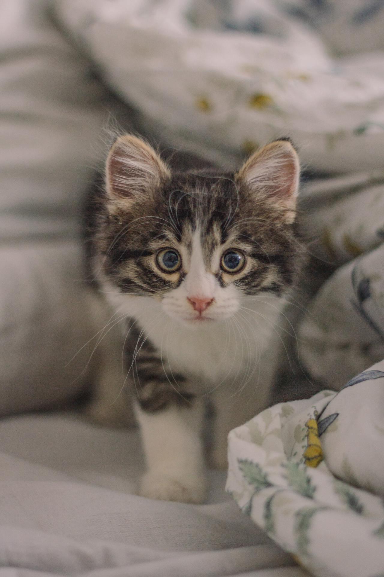 Cat (203)