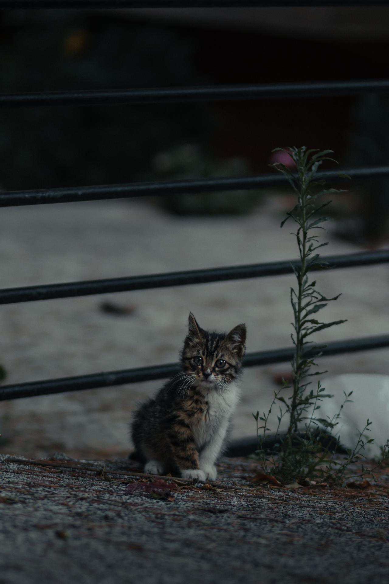 Cat (204)