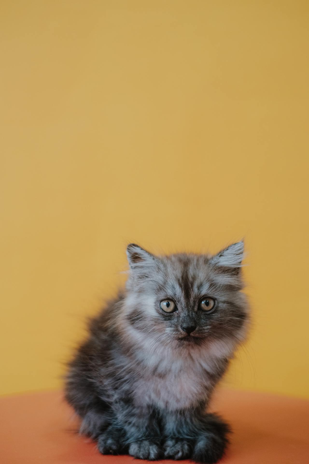 Cat (205)