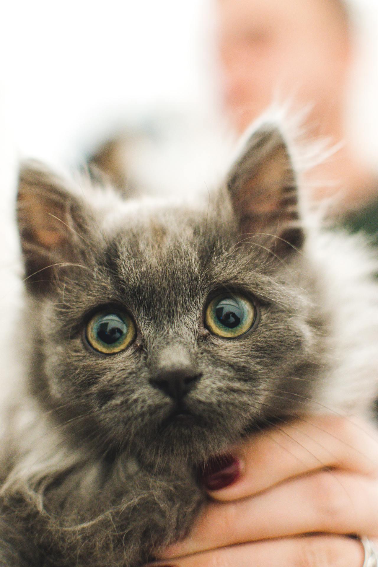 Cat (206)