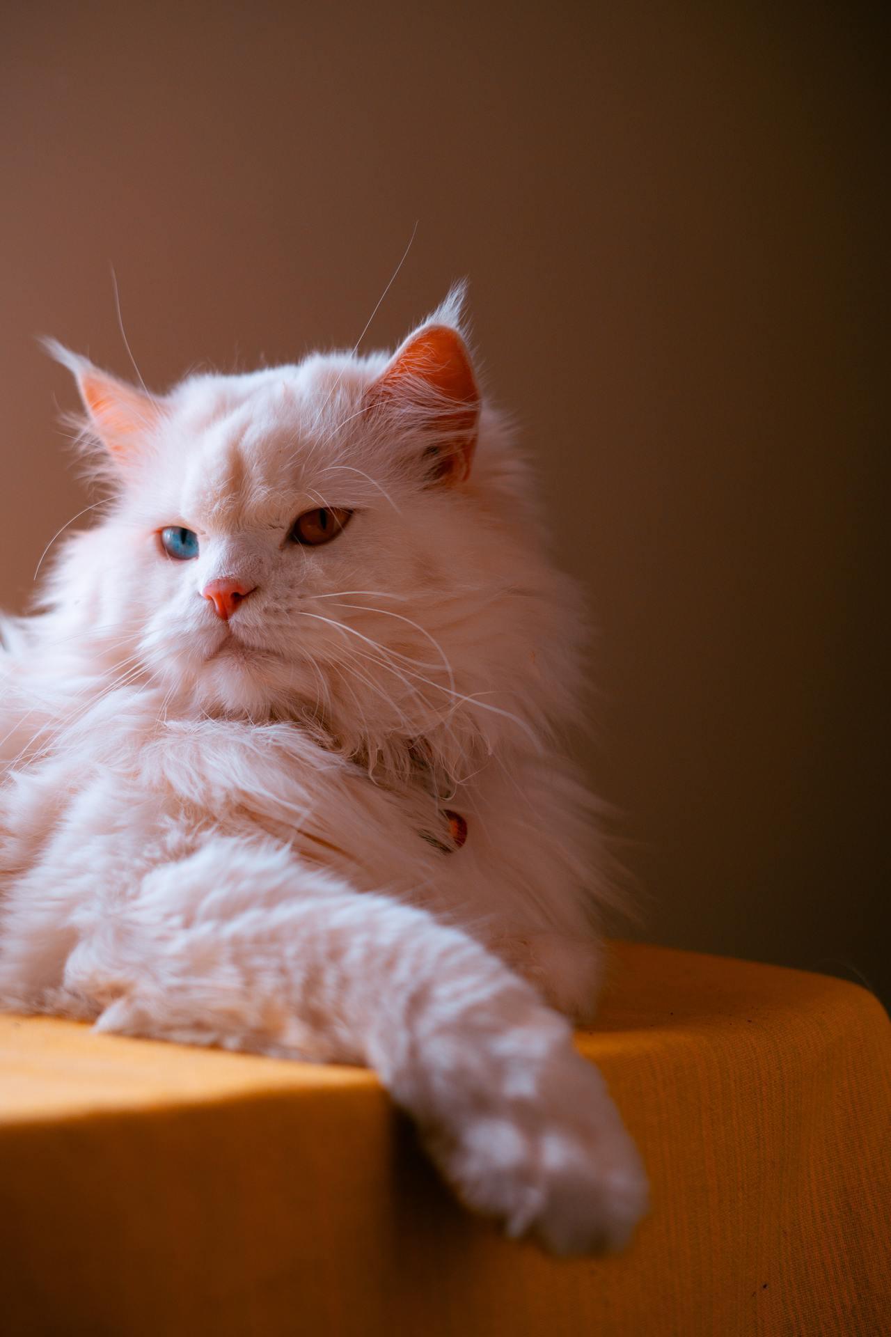 Cat (207)