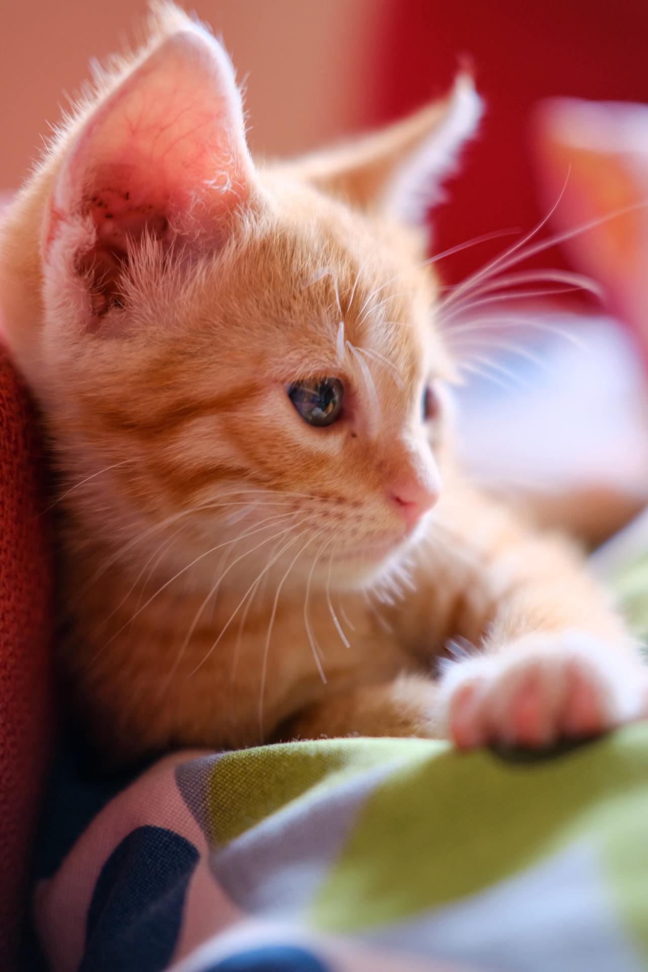 Cat (208)