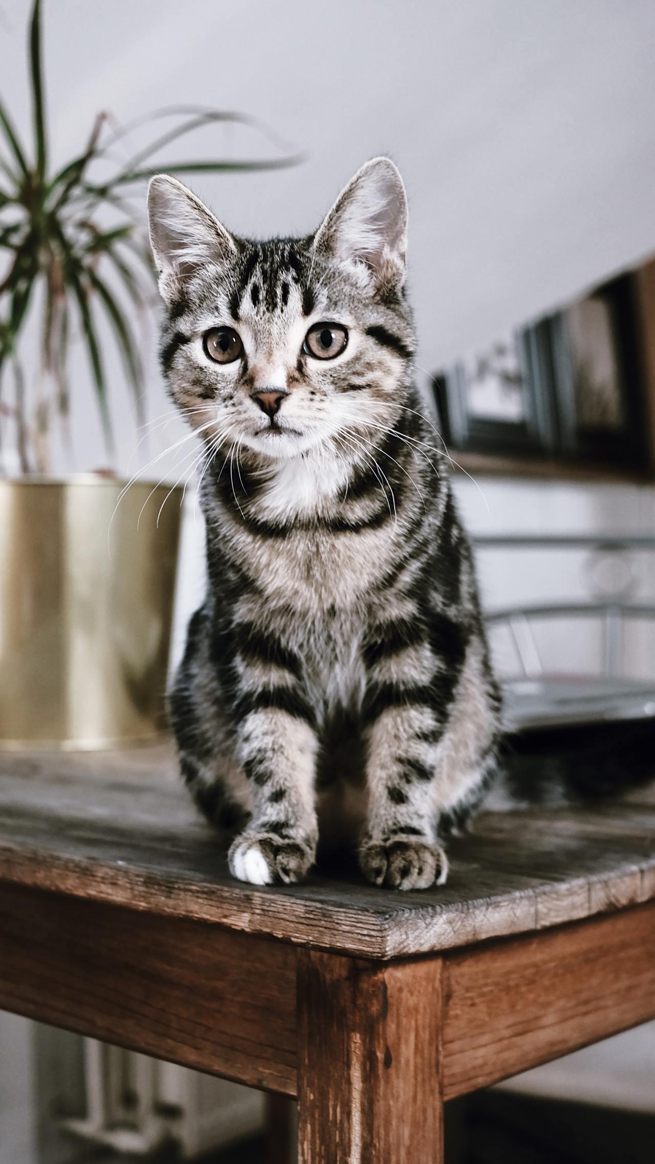 Cat (209)