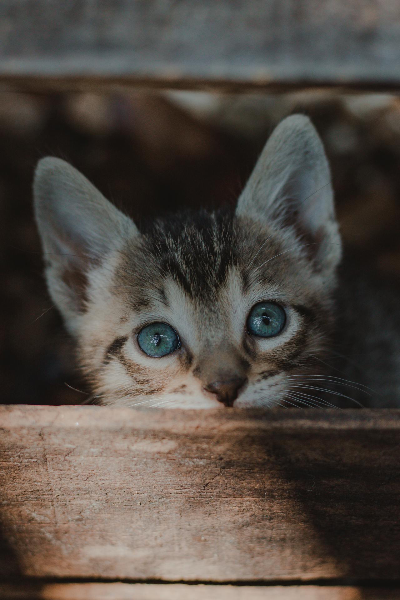 Cat (210)