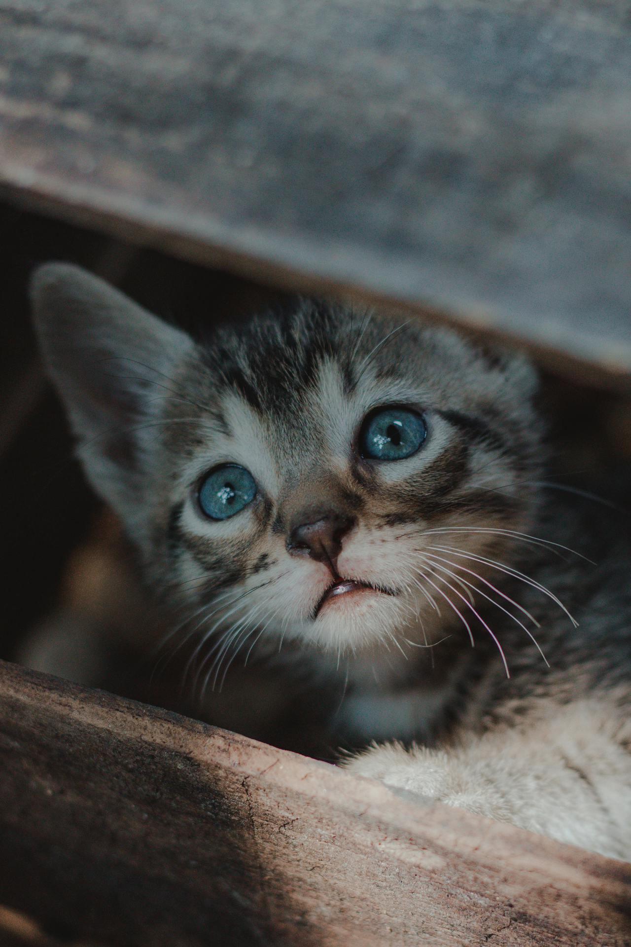 Cat (211)