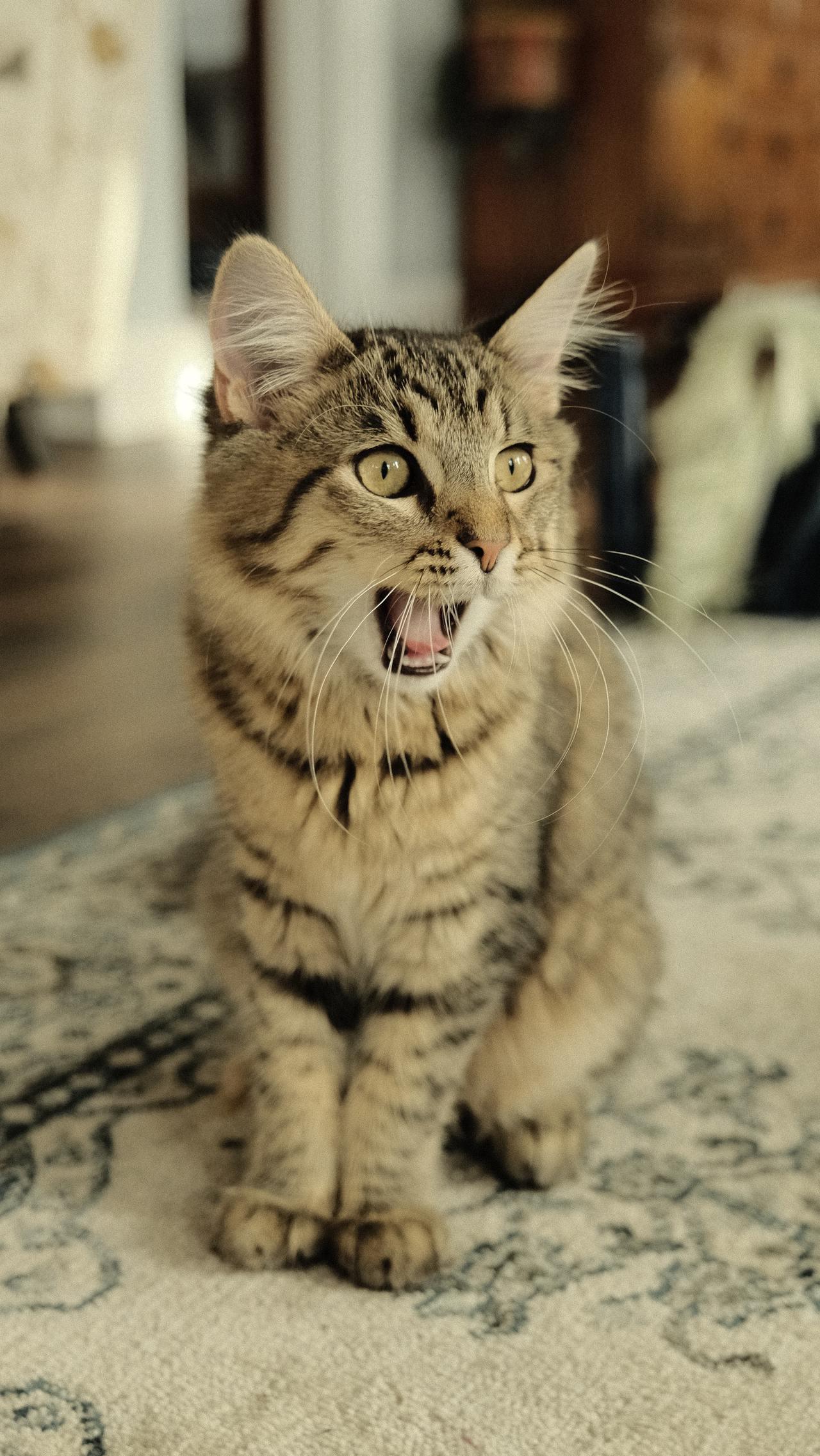 Cat (212)