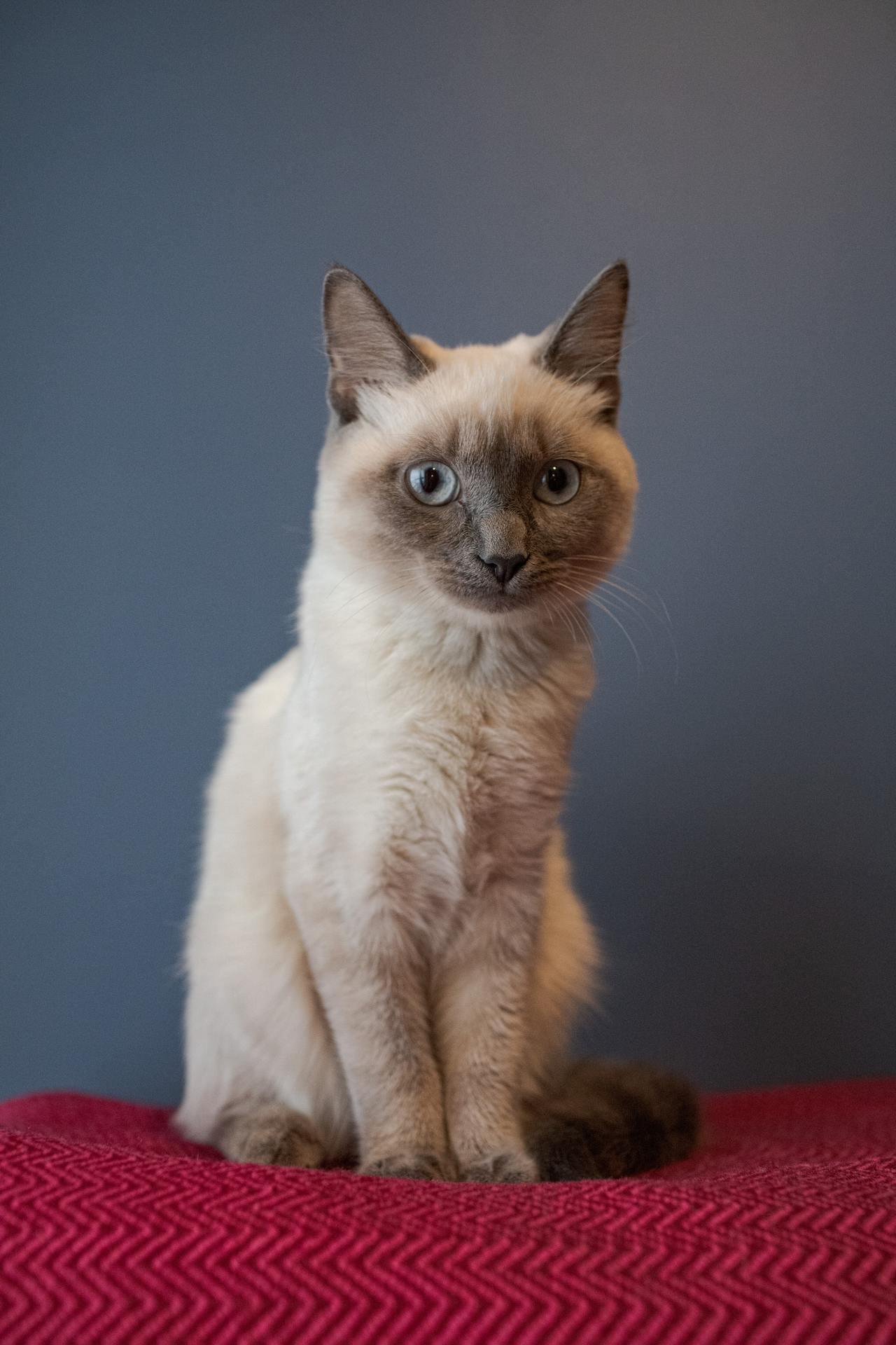 Cat (213)