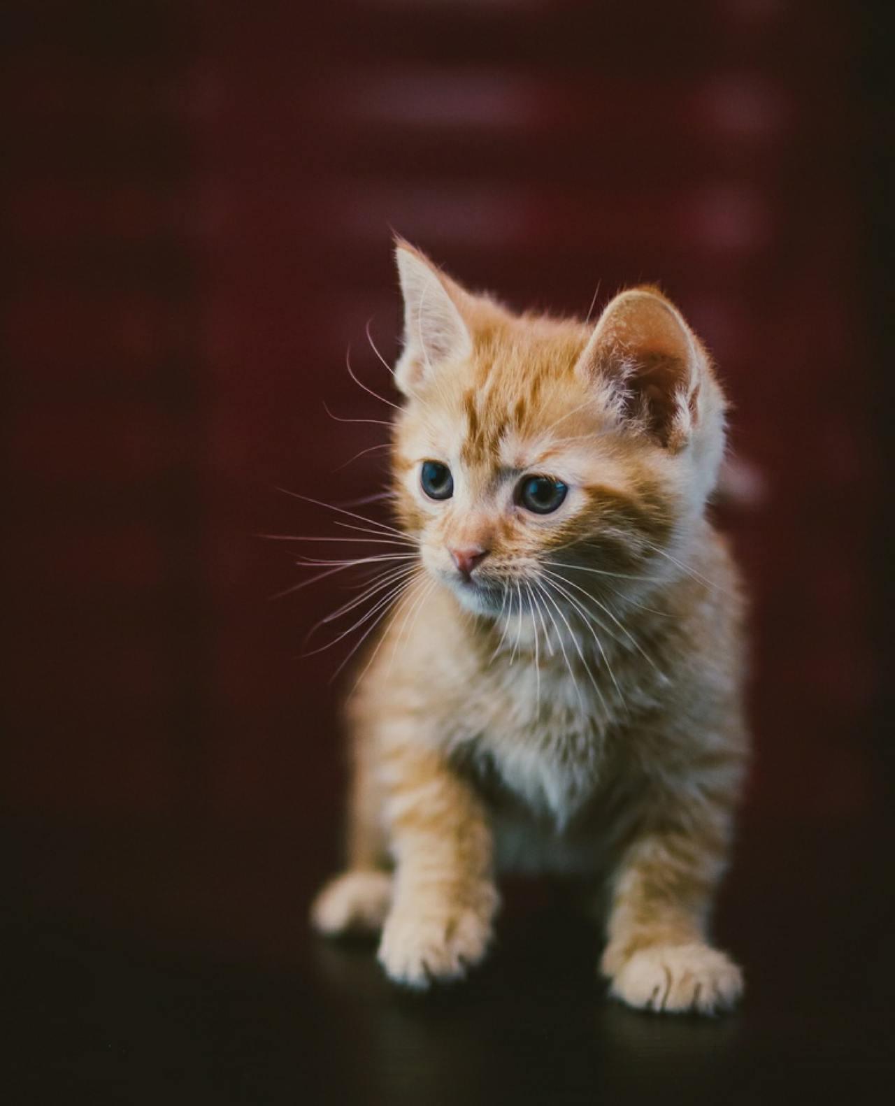 Cat (215)