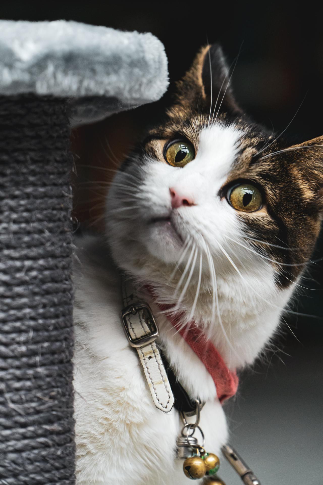 Cat (216)