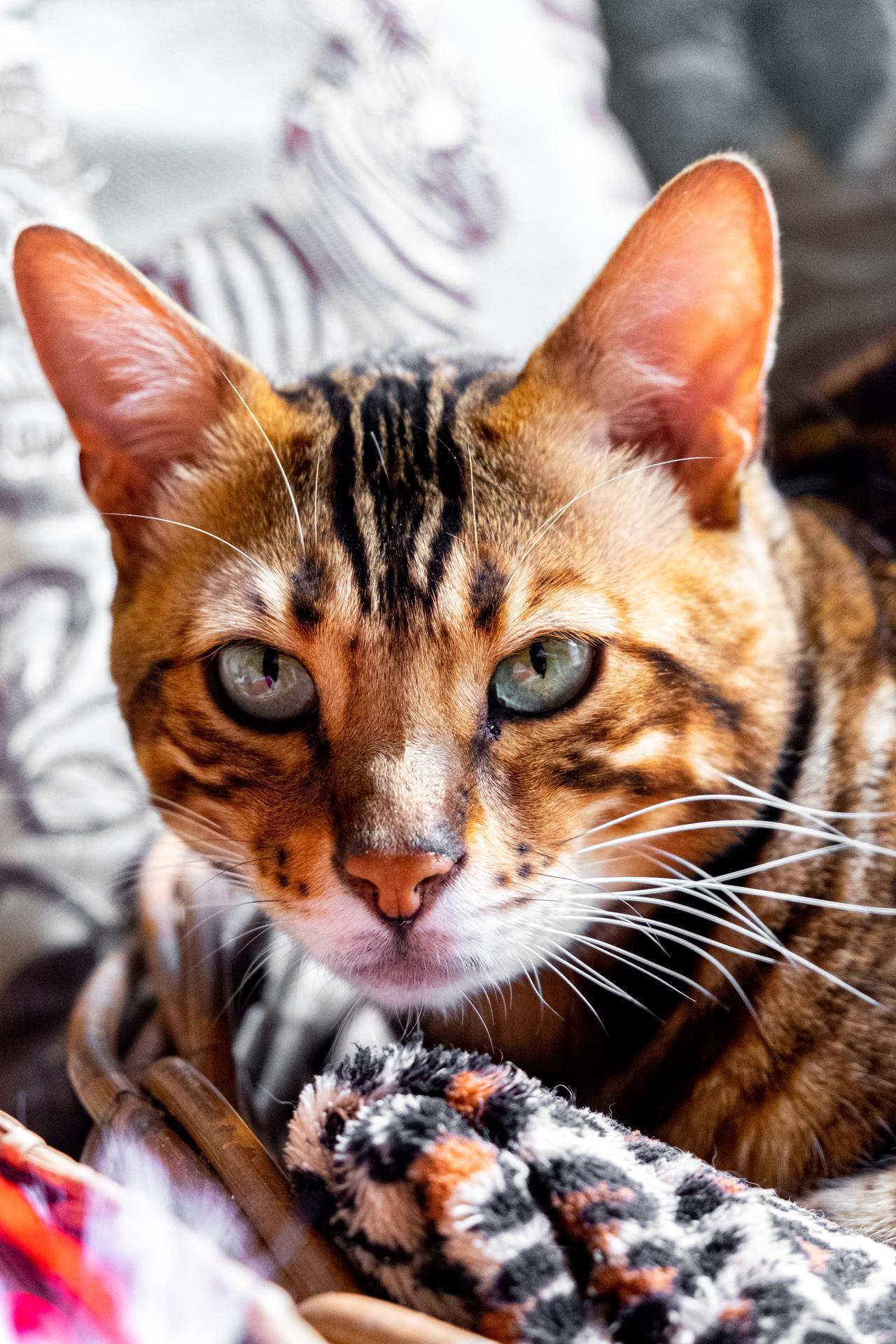 Cat (217)