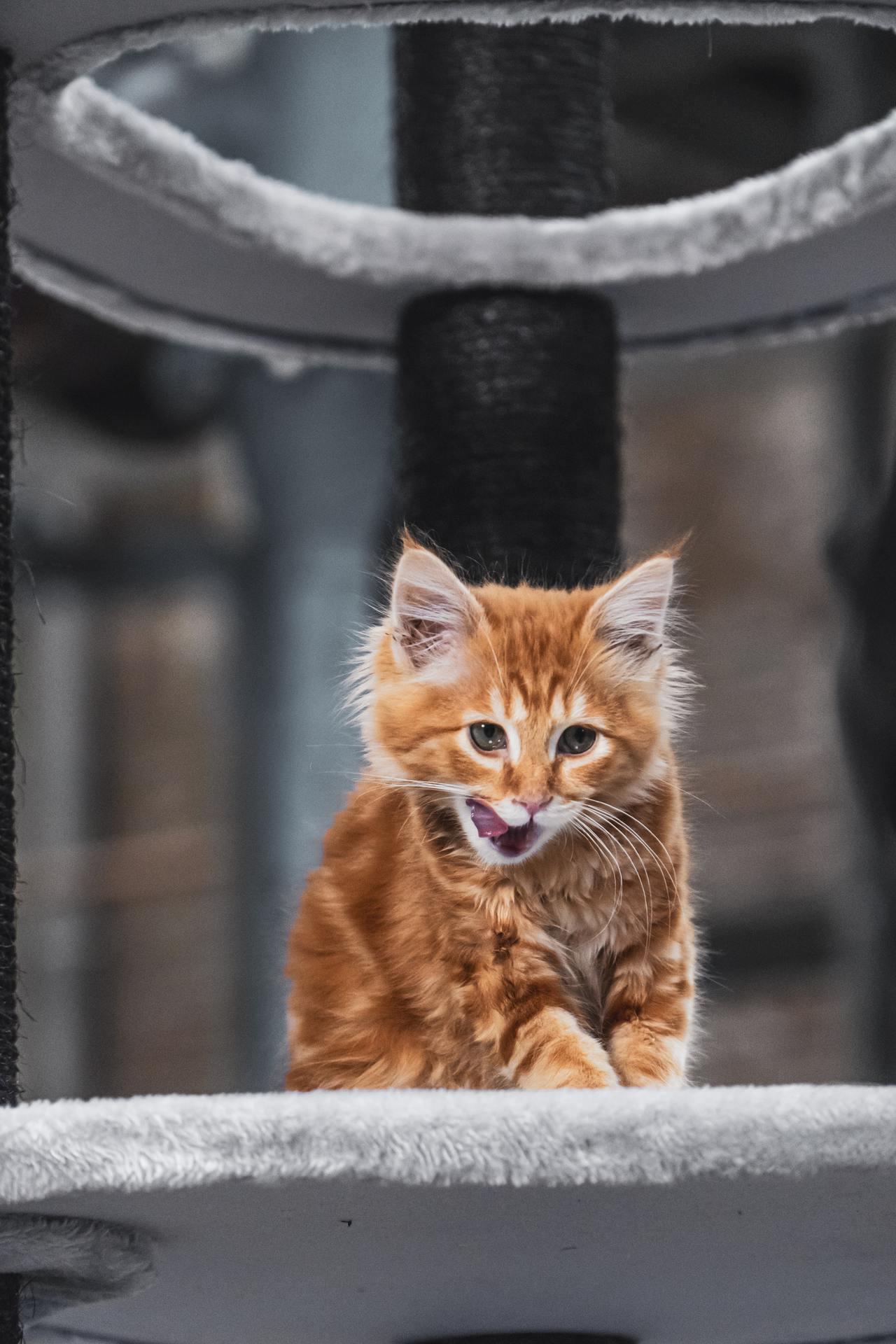 Cat (218)
