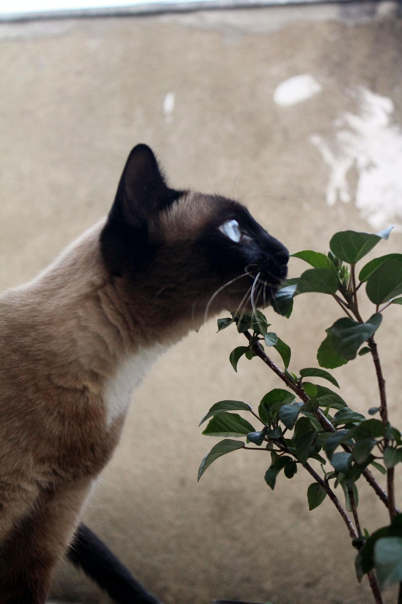 Cat (220)
