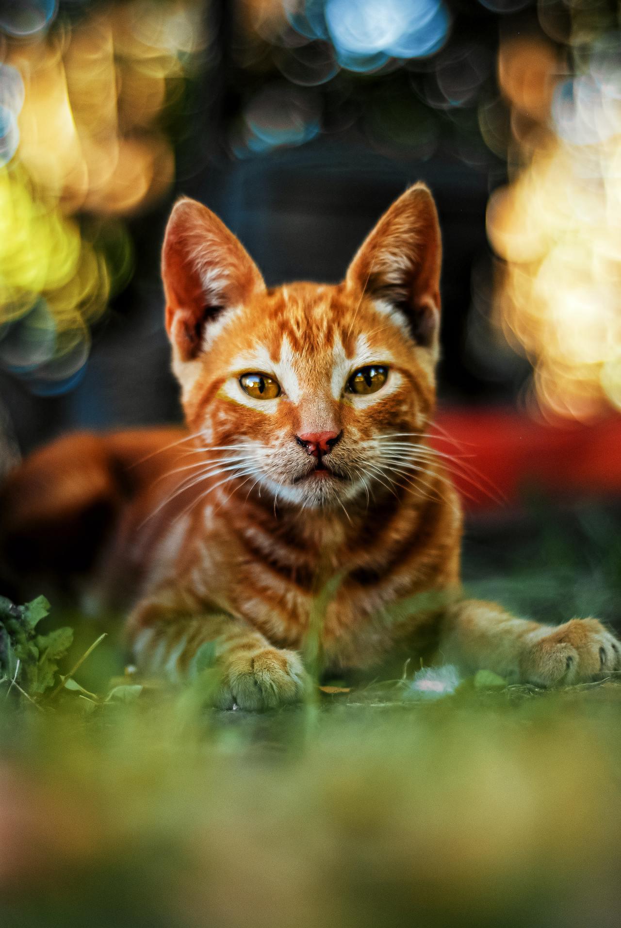 Cat (221)