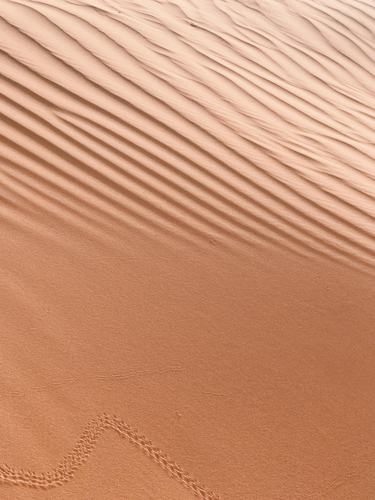 الكوفيد، مراكش والبطء الكوفيد، مراكش والبطء