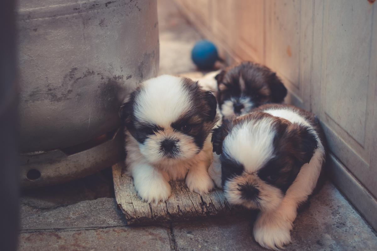Choosing the Right Puppy