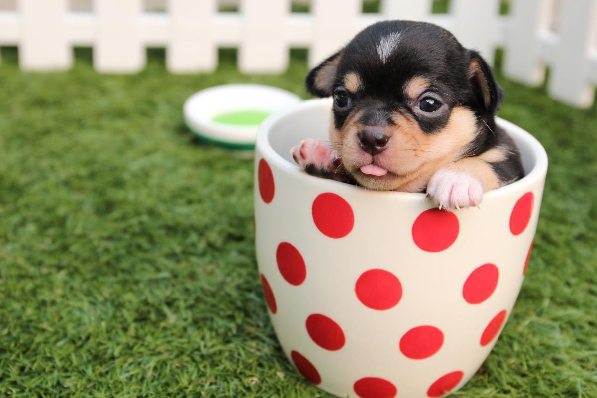 Getting Your Home Ready for Puppy