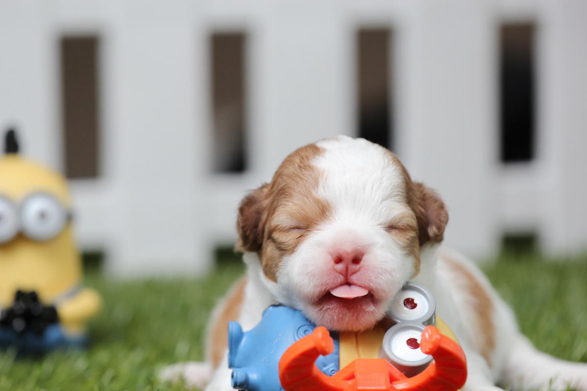 Essential Puppy Supplies