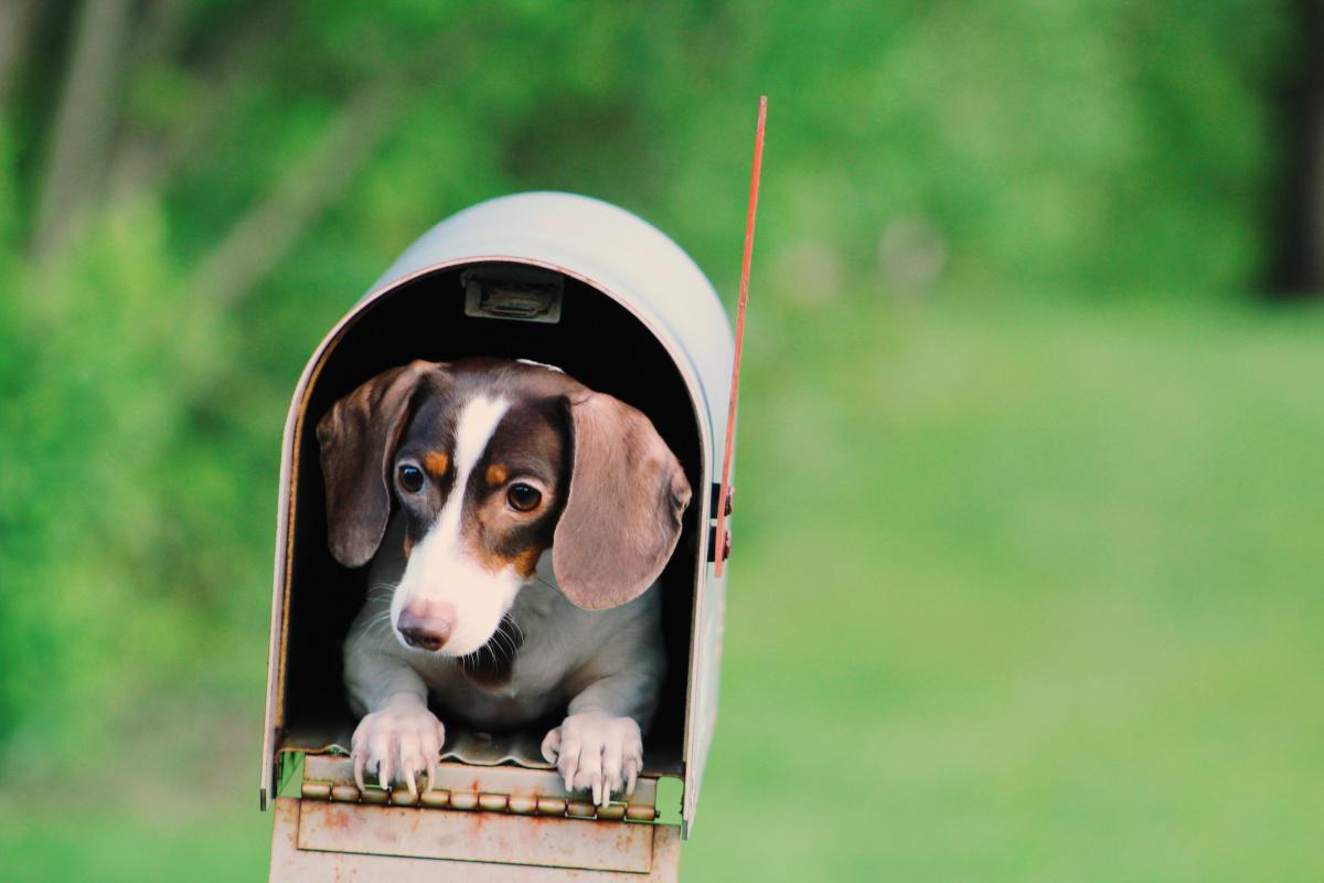 Questions about puppies