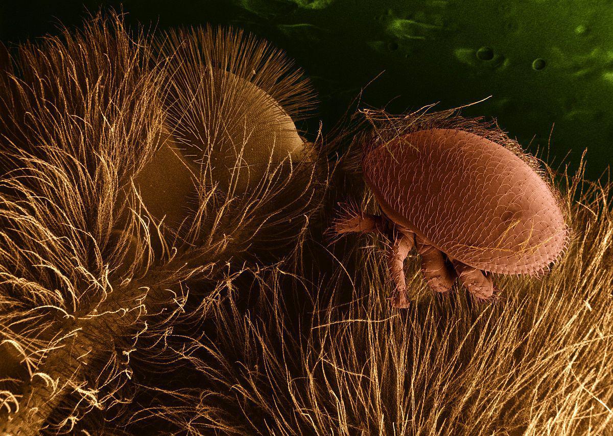 Varroa parasitando a una abeja.