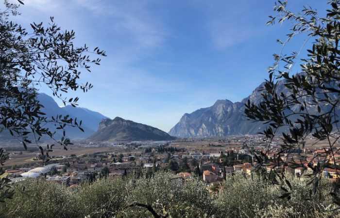 Olivaia di Arco Olivaia di Arco