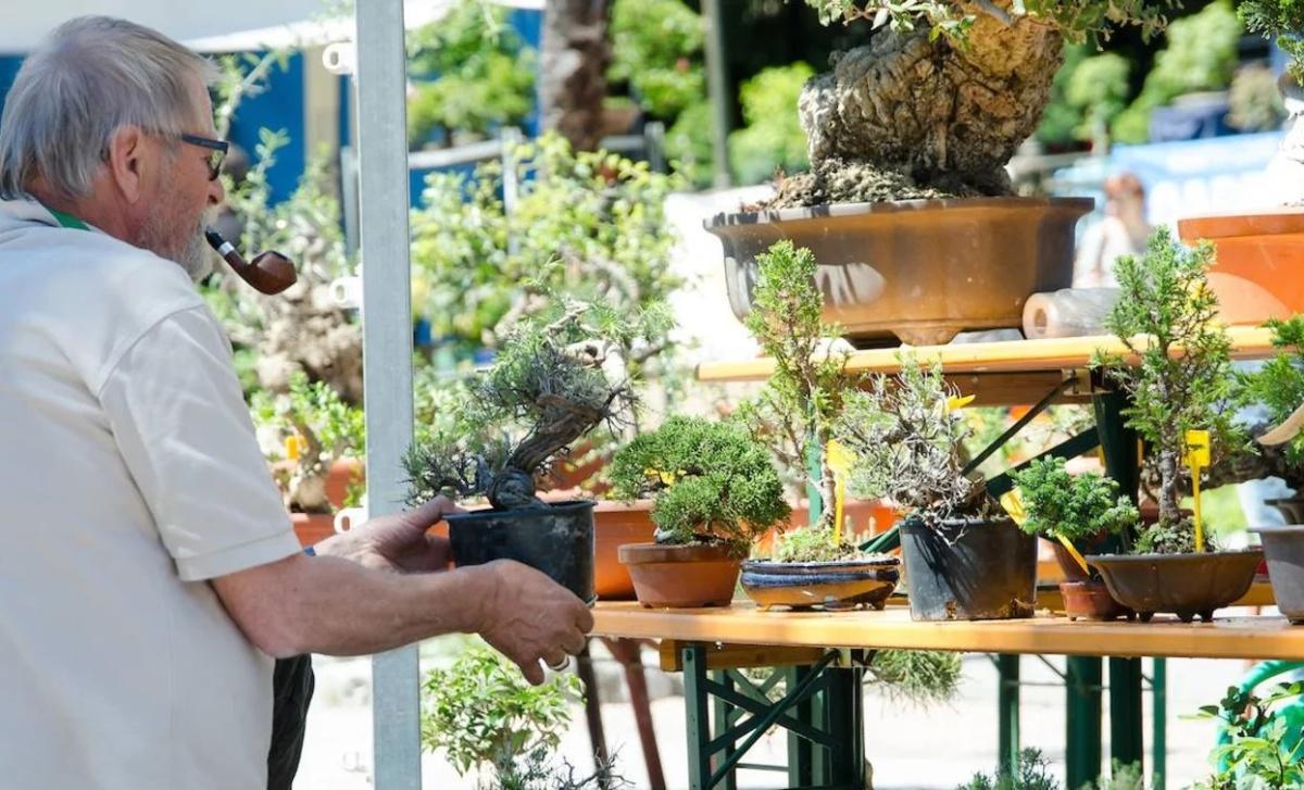 Arcobonsai Arcobonsai