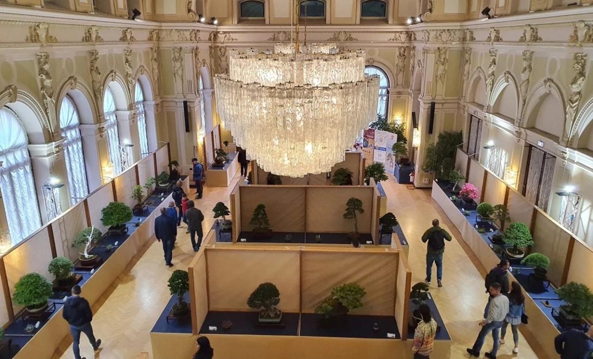 Arcobonsai Arcobonsai