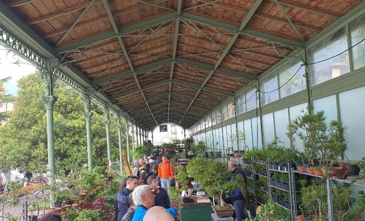 Arcobonsai Arcobonsai