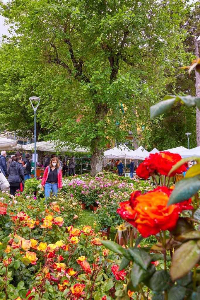 Malcesine in fiore Malcesine in fiore