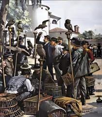 Sagra dei osei Sagra dei osei