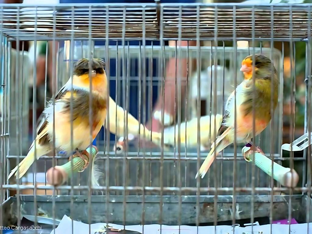 Sagra dei osei Sagra dei osei