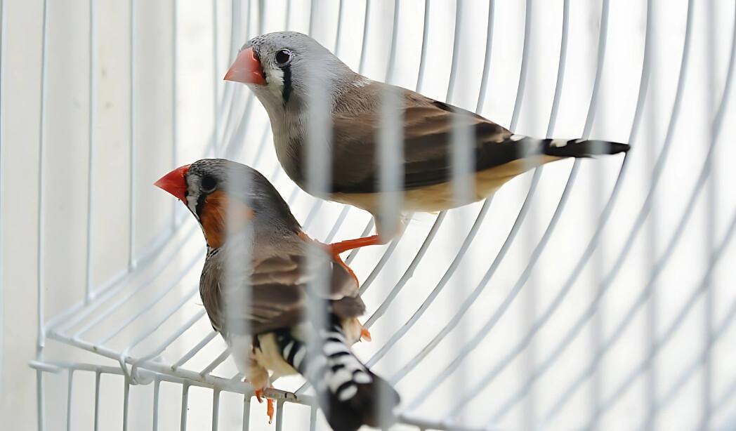 Sagra dei osei Sagra dei osei