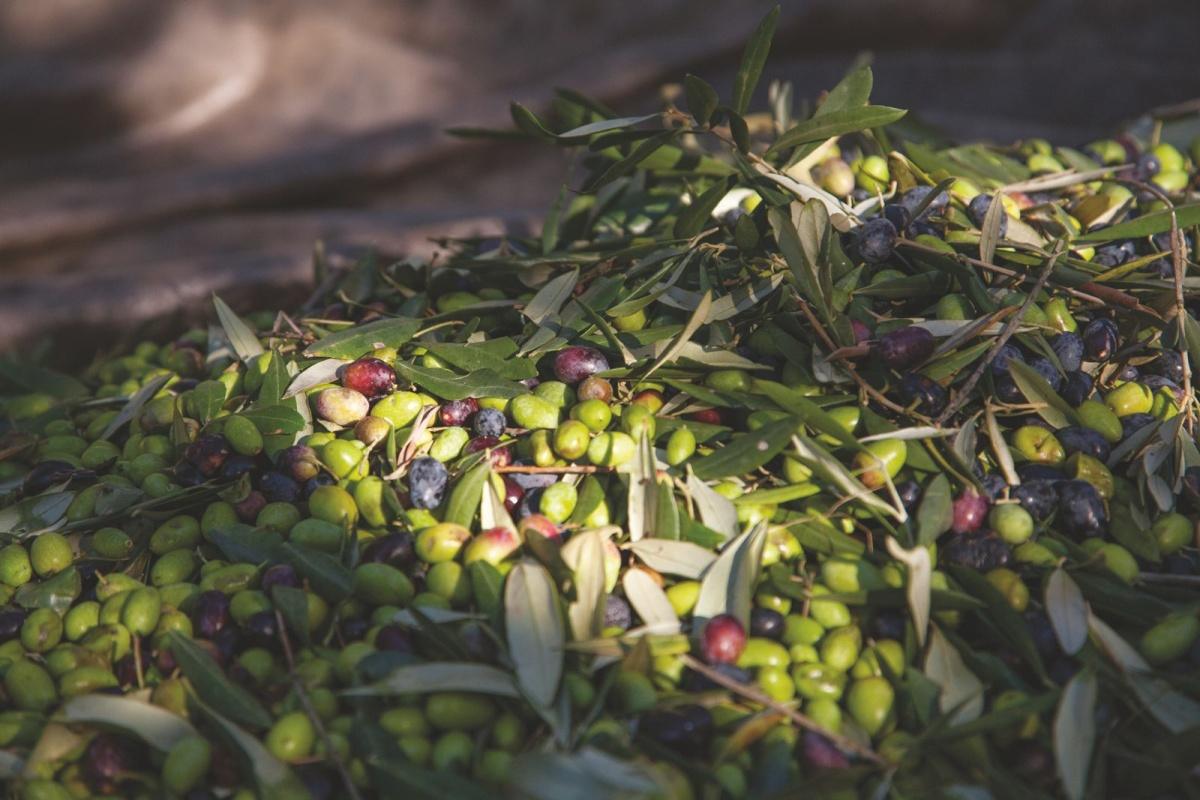 Azienda Agricola Madonna delle Vittorie Azienda Agricola Madonna delle Vittorie