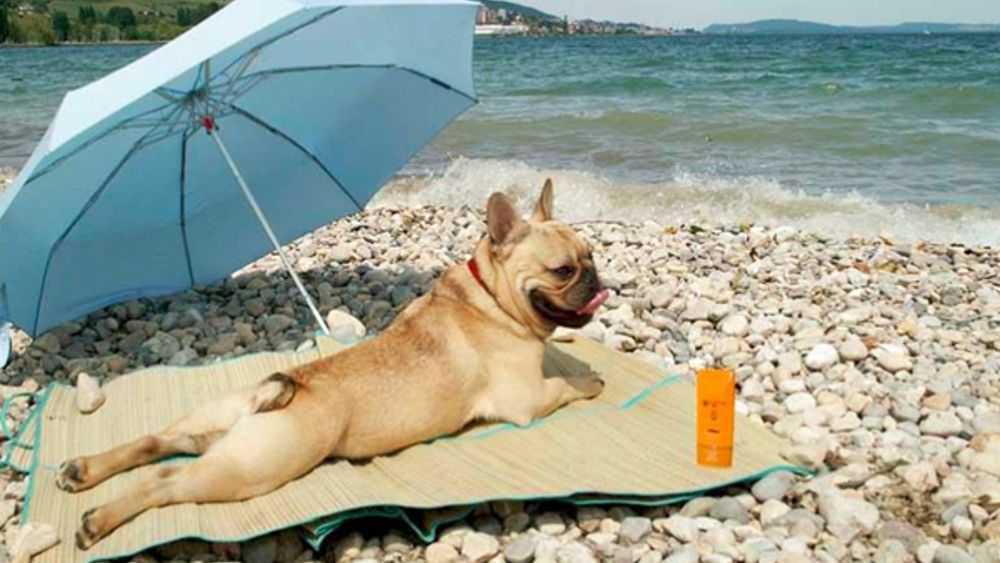 Le migliori spiagge per cani sul Lago di Garda - The Best Dog Beaches on Lake Garda - Die besten Hundestrände am Gardasee