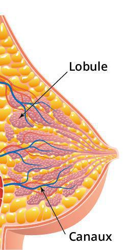 Les différents types de cancer Les différents types de cancer