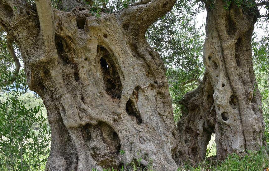 Ulivi Monumentali